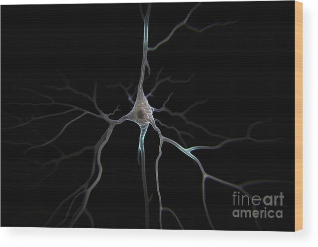 Anatomical Model Wood Print featuring the photograph Pyramidal Neuron #3 by Science Picture Co