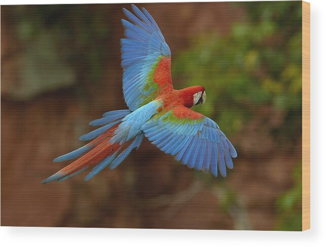 Feb0514 Wood Print featuring the photograph Red And Green Macaw Flying Brazil #3 by Pete Oxford