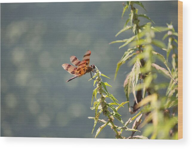 Picture Of A Red Dragonfly Wood Print featuring the photograph Red Dragonfly #3 by Susan Jensen