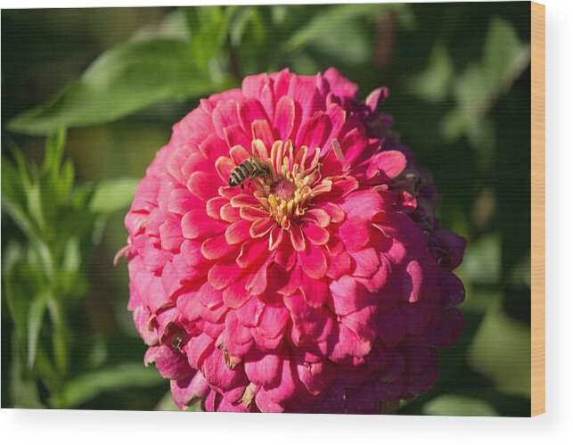 Bee Wood Print featuring the photograph Red Flower #3 by Susan Jensen