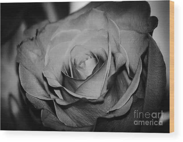 Black And White Rose Wood Print featuring the photograph Rose by Deena Withycombe