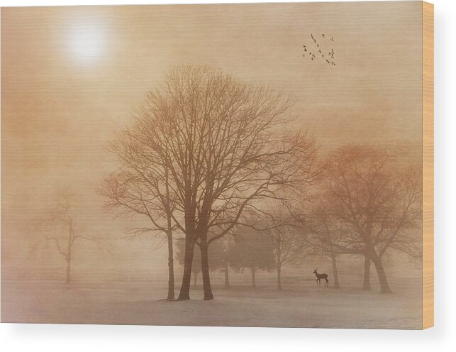Serene Wood Print featuring the photograph Serenity by Cathy Kovarik