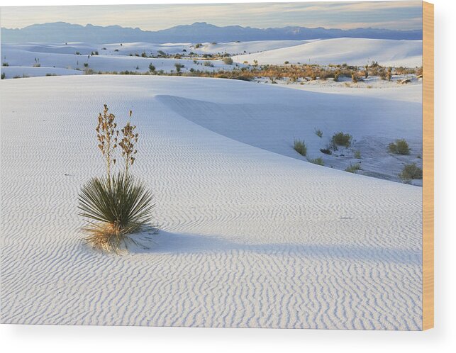 Feb0514 Wood Print featuring the photograph Soaptree Yucca In Gypsum Sand White #3 by Konrad Wothe