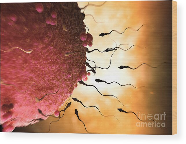 Fertility Wood Print featuring the photograph Sperm And Ovum #3 by Science Picture Co