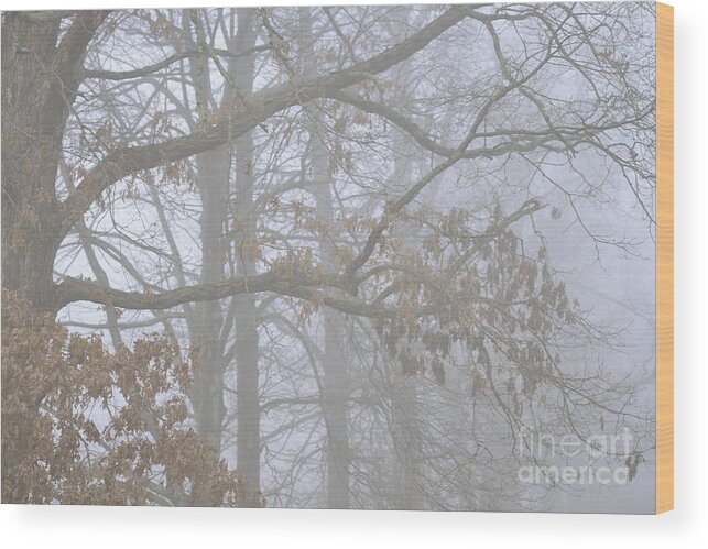 White Oak Wood Print featuring the photograph White Oak Tree in Fog #3 by Thomas R Fletcher