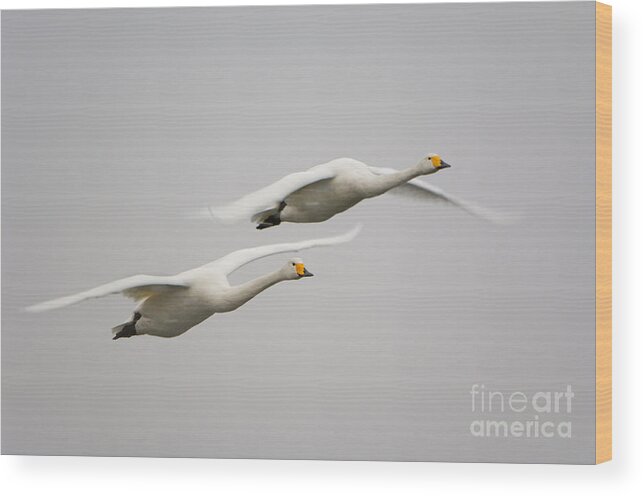 Whooper Swan Wood Print featuring the photograph Whooper Swans #3 by John Shaw