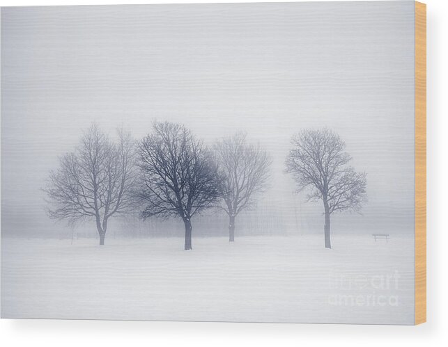 Trees Wood Print featuring the photograph Winter trees in fog 7 by Elena Elisseeva