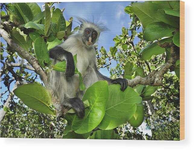Thomas Marent Wood Print featuring the photograph Zanzibar Red Colobus In Tree Jozani by Thomas Marent