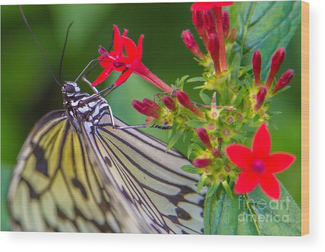 Butterfly Wood Print featuring the photograph Butterfly #30 by Rene Triay FineArt Photos