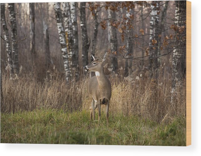 Adult Wood Print featuring the photograph White-tailed Deer #31 by Linda Arndt