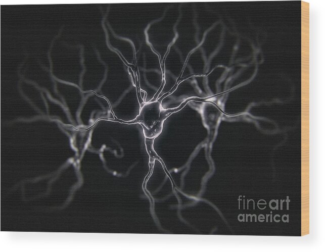 Digitally Generated Image Wood Print featuring the photograph Neurons #34 by Science Picture Co