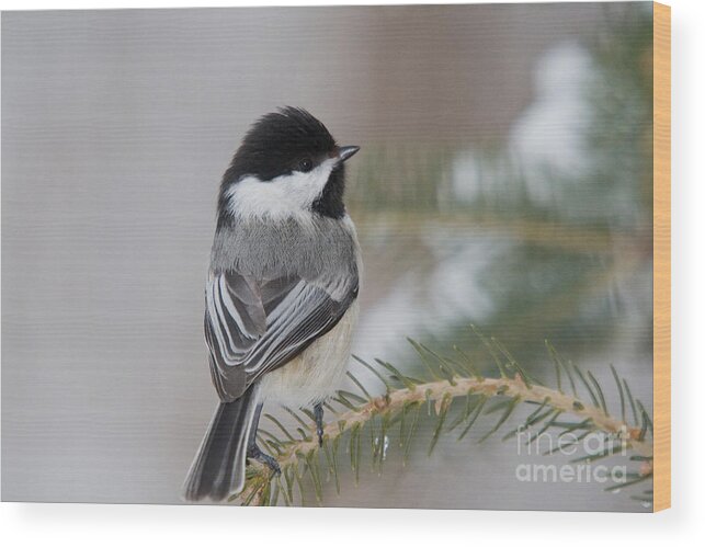 Poecile Atricapilla Wood Print featuring the photograph Black-capped Chickadee #35 by Linda Freshwaters Arndt