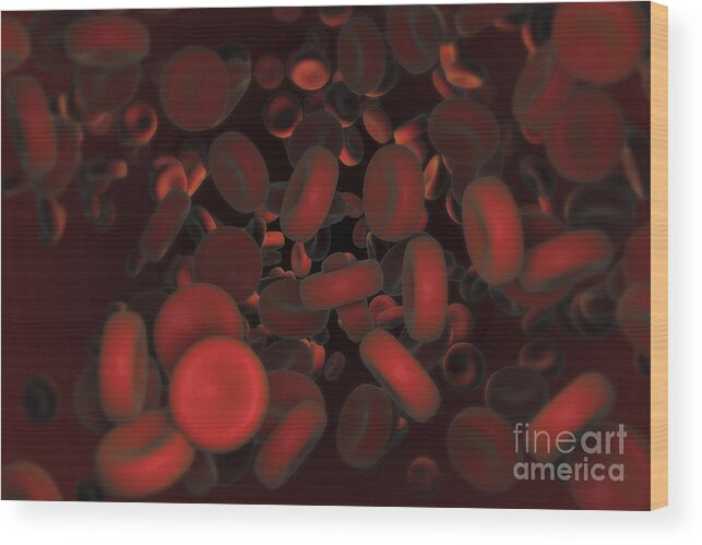 Cells Wood Print featuring the photograph Red Blood Cells #35 by Science Picture Co