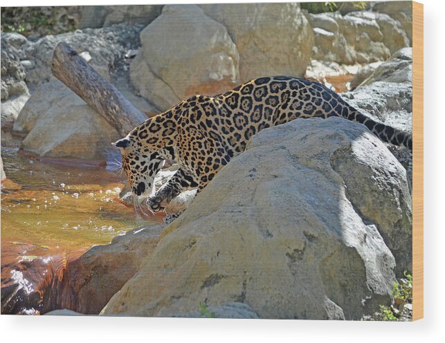 Leopard Wood Print featuring the photograph 37- Jaguar by Joseph Keane