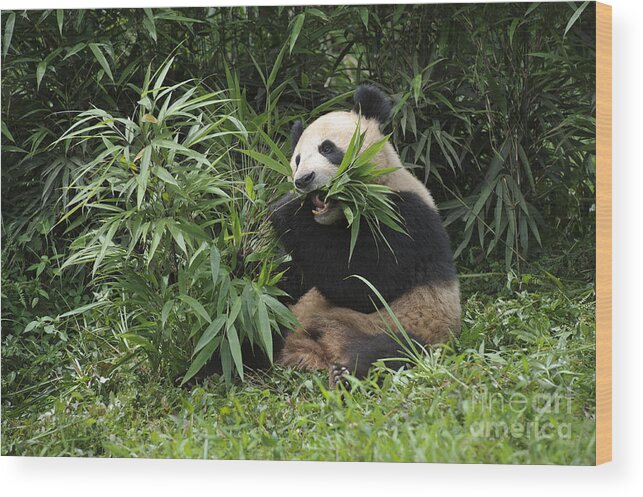 Ailuropoda Melanoleuca Wood Print featuring the photograph Giant Panda #38 by John Shaw