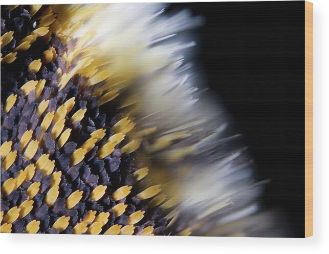 Light Micrograph Wood Print featuring the photograph Butterfly Wing Scales by Petr Jan Juracka