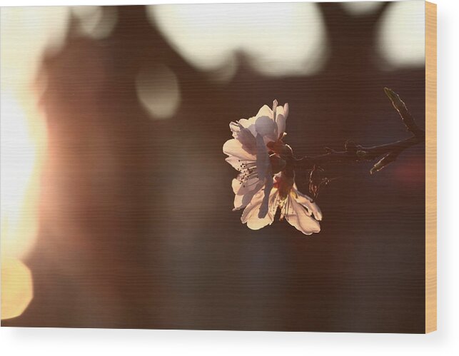 Petal Wood Print featuring the photograph Cherry Blossom #4 by Rolfo Rolf Brenner