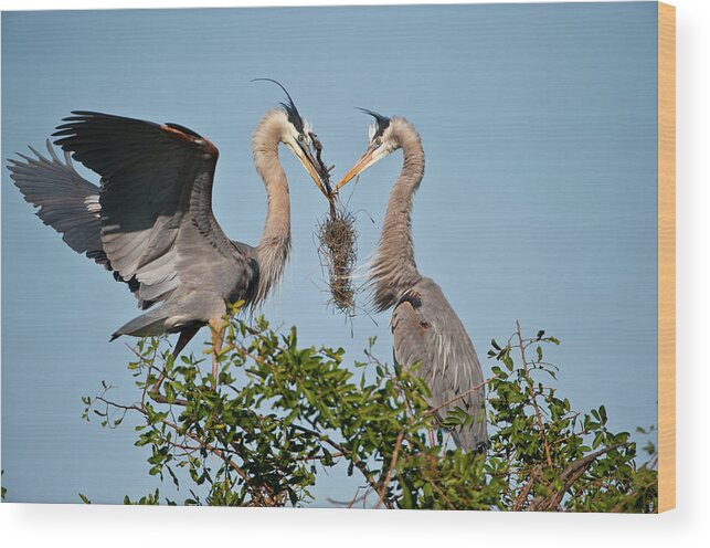 Ardea Herodias Wood Print featuring the photograph Florida, Venice, Great Blue Heron #4 by Bernard Friel