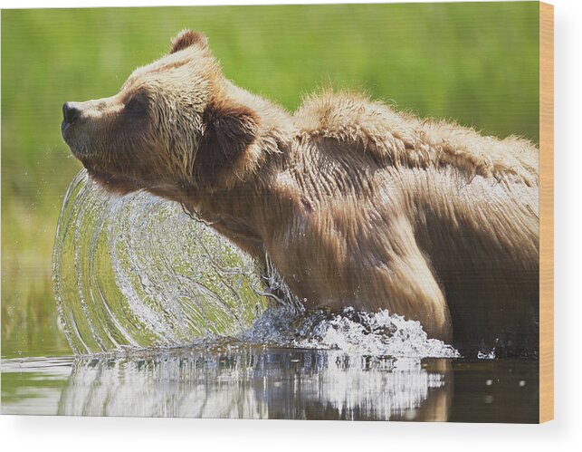Brown Bear Wood Print featuring the photograph Grizzly Bear Ursus Arctos Horribilis #4 by Richard Wear / Design Pics