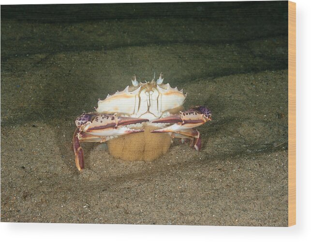 Lady Crab Wood Print featuring the photograph Lady Crab #4 by Andrew J. Martinez