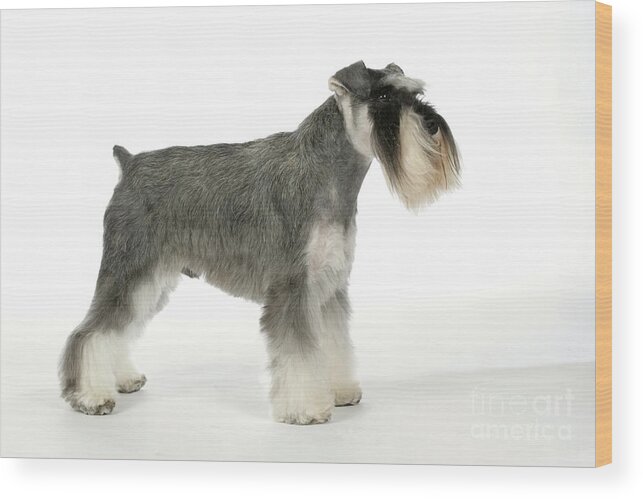 Dog Wood Print featuring the photograph Miniature Schnauzer #4 by John Daniels