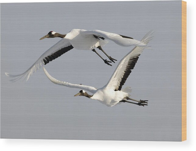 Red-crowned Crane Wood Print featuring the photograph Red-crowned Cranes #4 by M. Watson