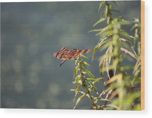 Red Dragonfly; Dragonfly; Nature; Insects; Sjenphotography; S Jen Photography; Sue Jensen Wood Print featuring the photograph Red Dragonfly #4 by Susan Jensen