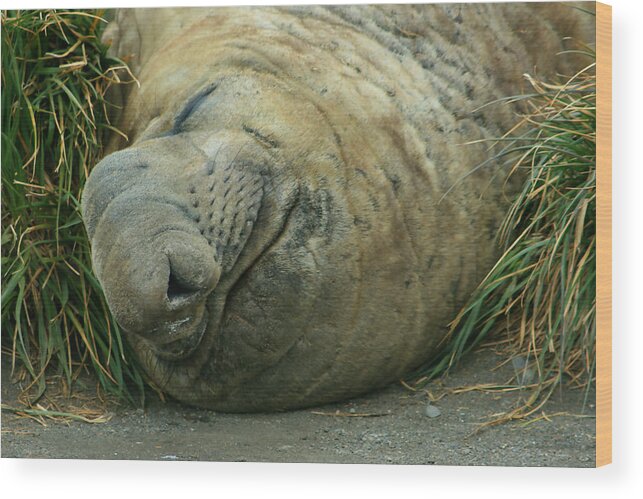 Adult Elephant Seal Wood Print featuring the photograph Southern Elephant Seal #4 by Amanda Stadther