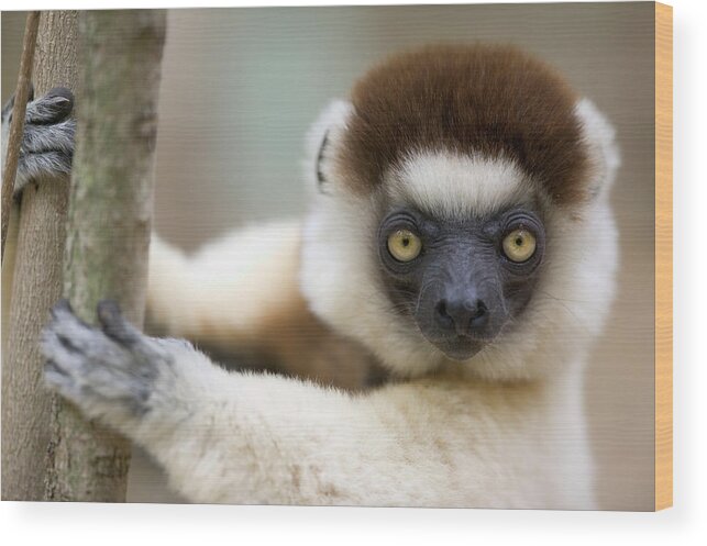 00621033 Wood Print featuring the photograph Verreauxs Sifaka in Berenty by Cyril Ruoso