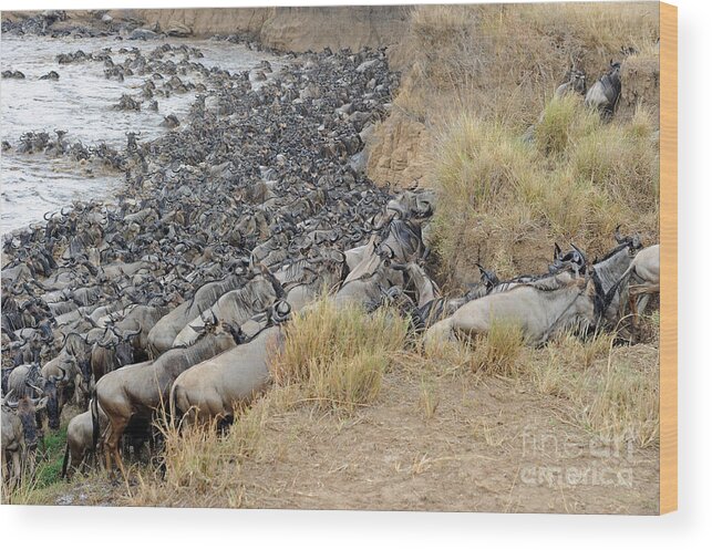 Wildebeest Wood Print featuring the photograph Wildebeest Crossing River #4 by Ingo Schulz