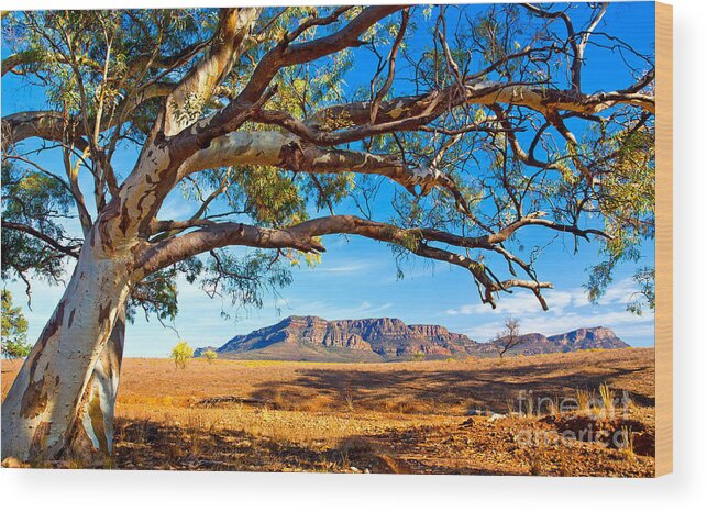 Wilpena Pound Flinders Ranges South Australia Outback Landscape Wood Print featuring the photograph Wilpena Pound by Bill Robinson