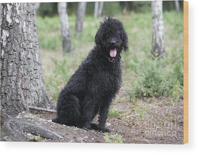 Labradoodle Wood Print featuring the photograph Black Labradoodle #5 by John Daniels