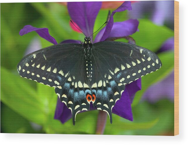 Black Wood Print featuring the photograph Black Swallowtail Butterfly, Papilio #5 by Darrell Gulin