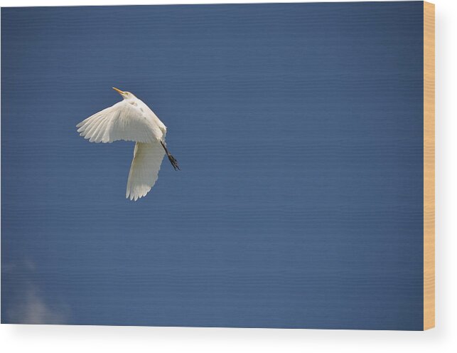 Wildlife Wood Print featuring the photograph 5- Cattle Egret by Joseph Keane