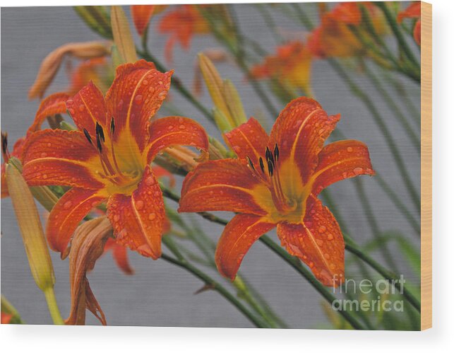 Day Lilly Wood Print featuring the photograph Day Lilly by William Norton