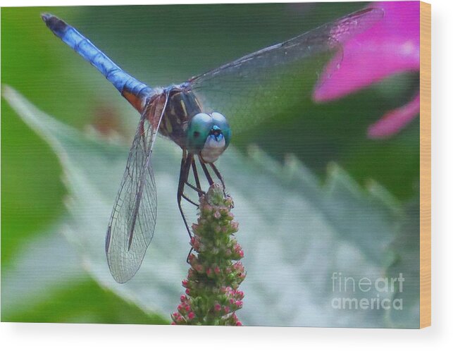Odonata Wood Print featuring the photograph Dragonfly Blue Dasher #1 by Scott Cameron