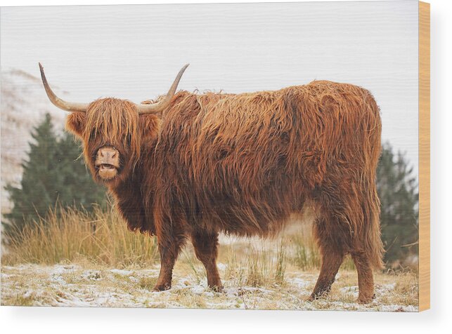 Highland Cattle Wood Print featuring the photograph Highland Cow #5 by Grant Glendinning