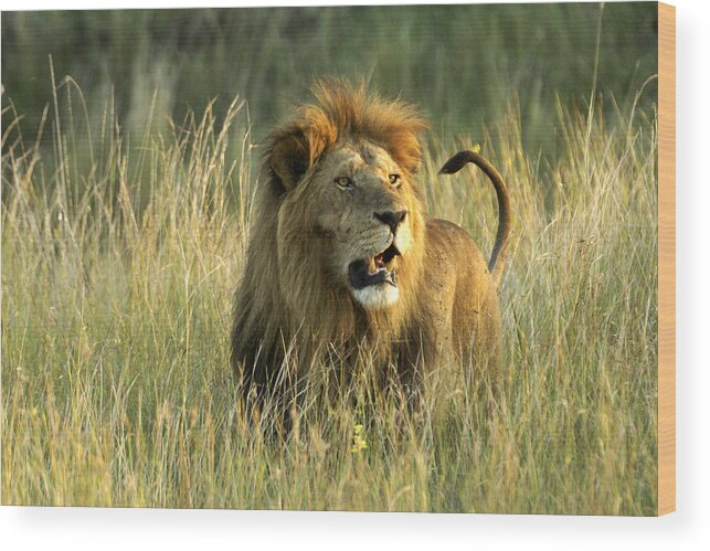 Lion Wood Print featuring the photograph King of the Savanna #4 by Michele Burgess