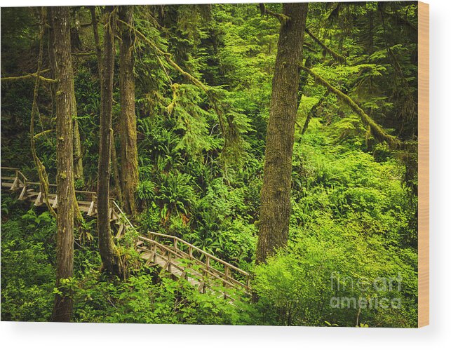 Rainforest Wood Print featuring the photograph Path in temperate rainforest 4 by Elena Elisseeva