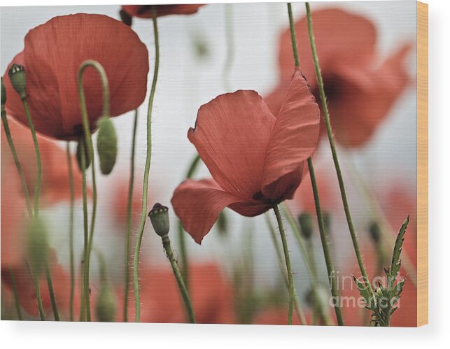 Poppy Wood Print featuring the photograph Red Poppy Flowers #5 by Nailia Schwarz