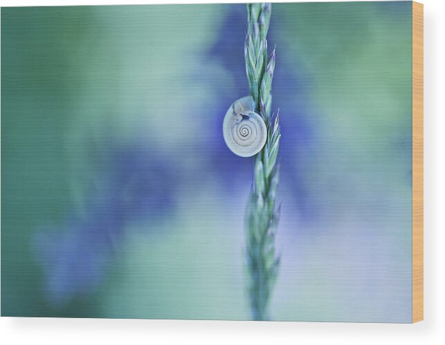 Snail Wood Print featuring the photograph Snail on Grass #5 by Nailia Schwarz