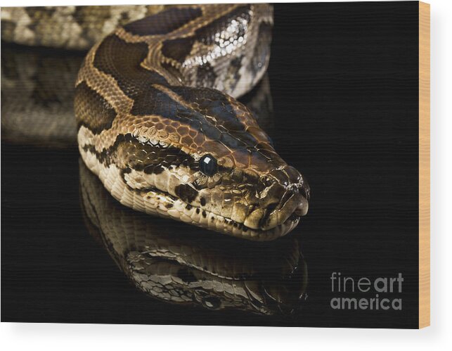 Snake Wood Print featuring the photograph Snake #5 by Gunnar Orn Arnason