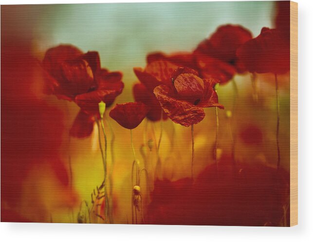 Poppy Wood Print featuring the photograph Summer Poppy #5 by Nailia Schwarz