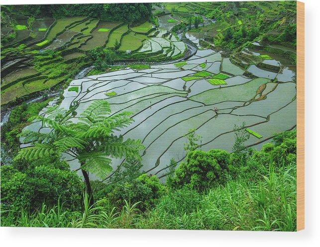 Agriculture Wood Print featuring the photograph Unesco World Heritage Site, Rice #5 by Michael Runkel