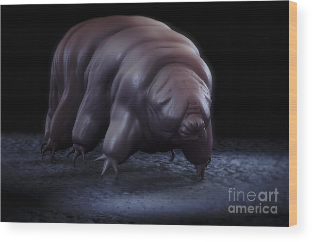 Protostomia Wood Print featuring the photograph Water Bear Tardigrades #5 by Science Picture Co