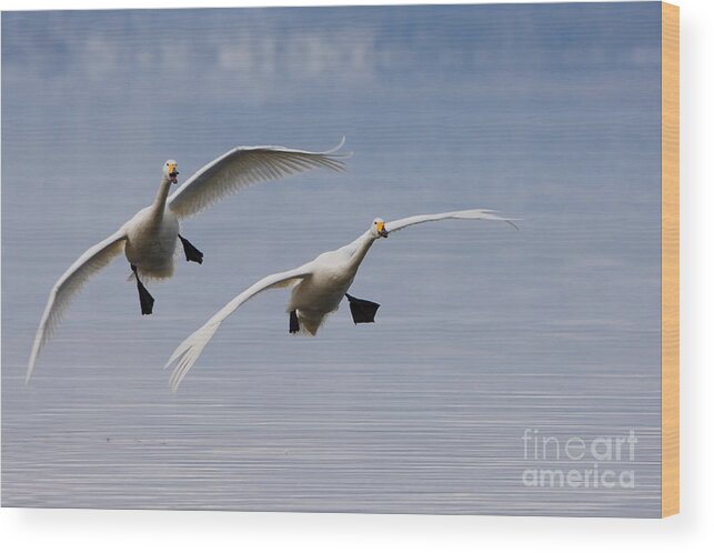 Whooper Swan Wood Print featuring the photograph Whooper Swans #5 by John Shaw
