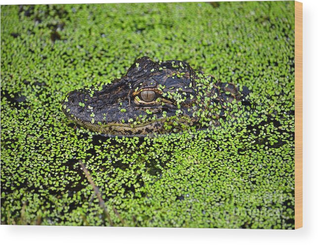 Alligator Hatchling Wood Print featuring the photograph 6- Alligator Hatchling by Joseph Keane