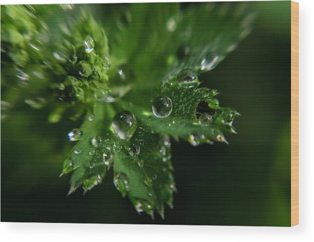 Spring Wood Print featuring the photograph Aquilegia with dew drops #6 by Michael Goyberg