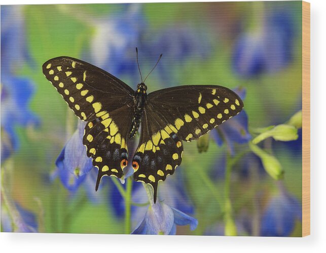 Black Wood Print featuring the photograph Black Swallowtail Butterfly, Papilio #6 by Darrell Gulin
