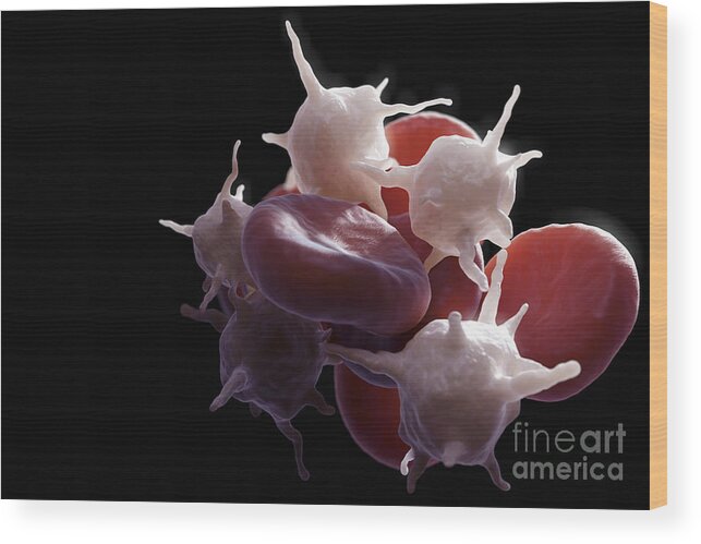 Erythrocyte Wood Print featuring the photograph Blood Cells #6 by Science Picture Co